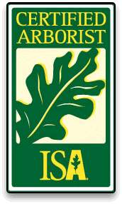 Arborist certified by the International Society of Arboriculture (ISA)